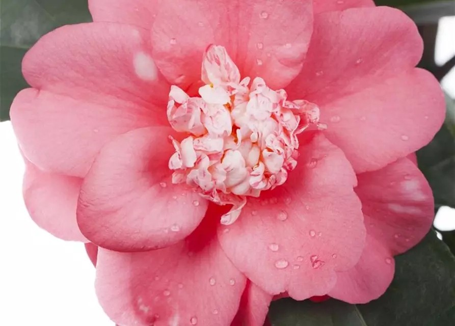 Camellia japonica