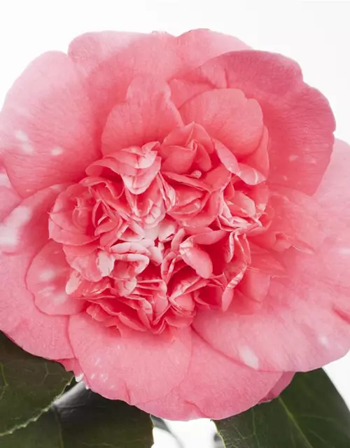 Camellia japonica