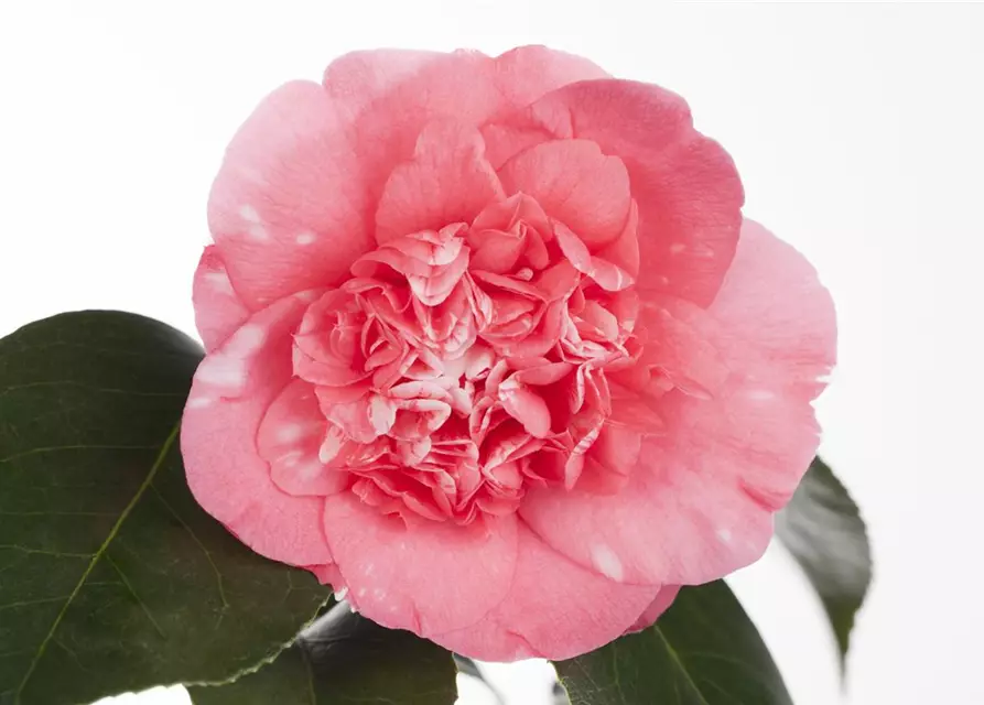 Camellia japonica