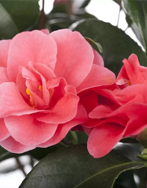 Camellia japonica