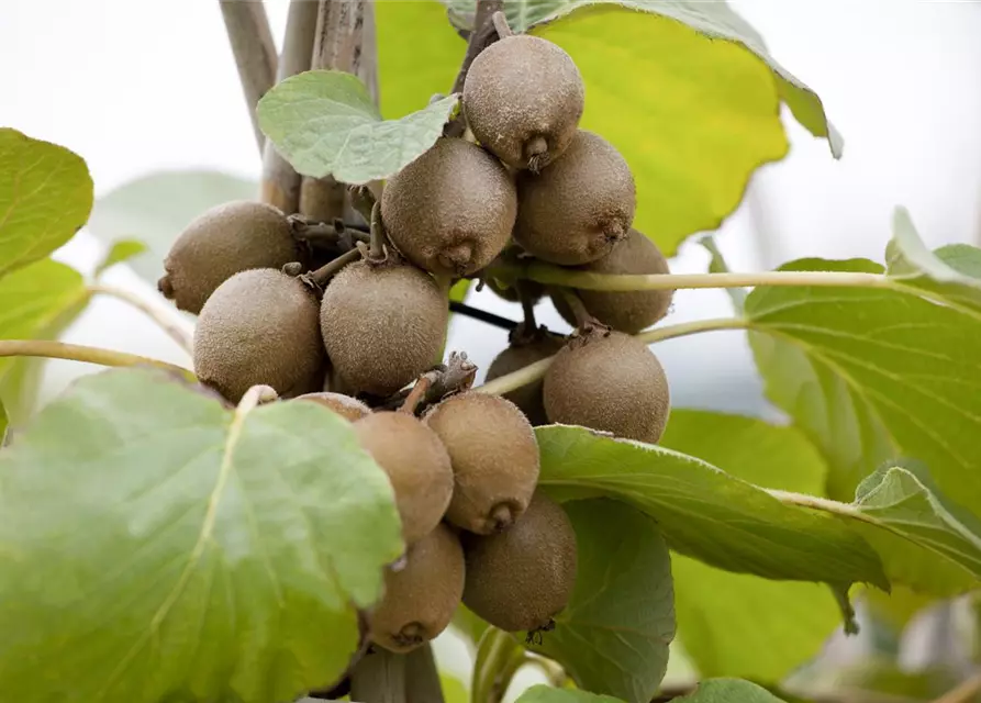 Actinidia chinensis