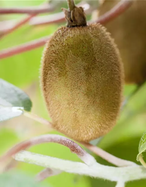 Actinidia chinensis