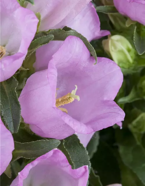 Campanula 'Mary Mee'®