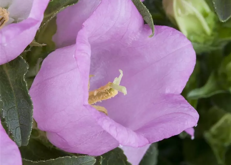 Campanula 'Mary Mee'®