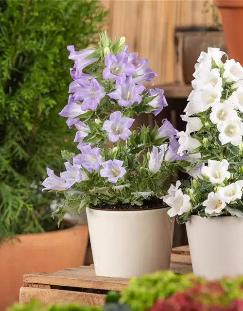 Campanula 'Mary Mee'®