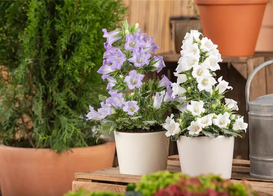 Campanula 'Mary Mee'®