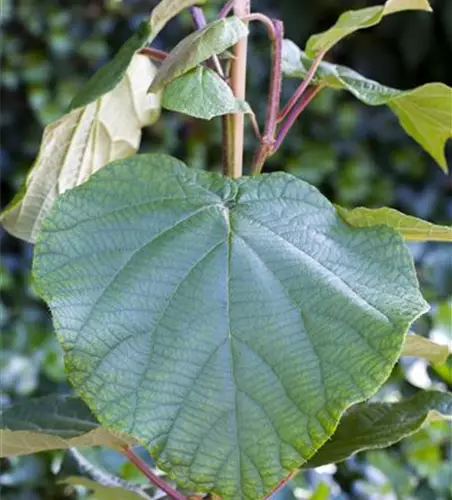 Actinidia chinensis 'Atlas'