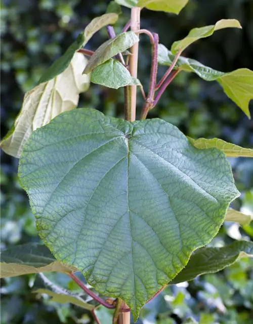 Actinidia chinensis 'Atlas'