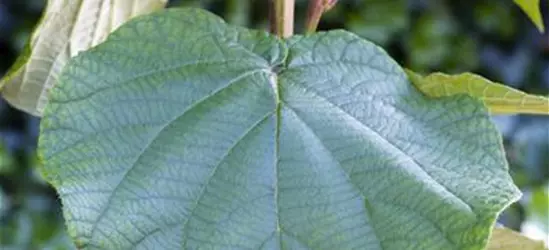 Actinidia chinensis 'Atlas'