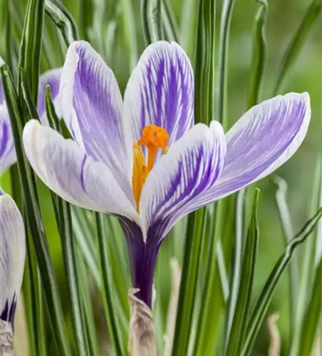 Crocus vernus