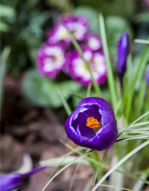 Crocus vernus