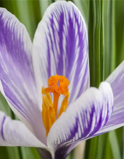 Crocus vernus