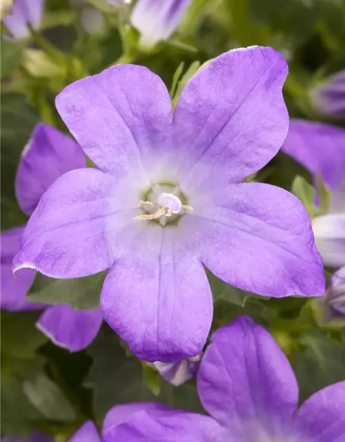 Campanula portenschlagiana