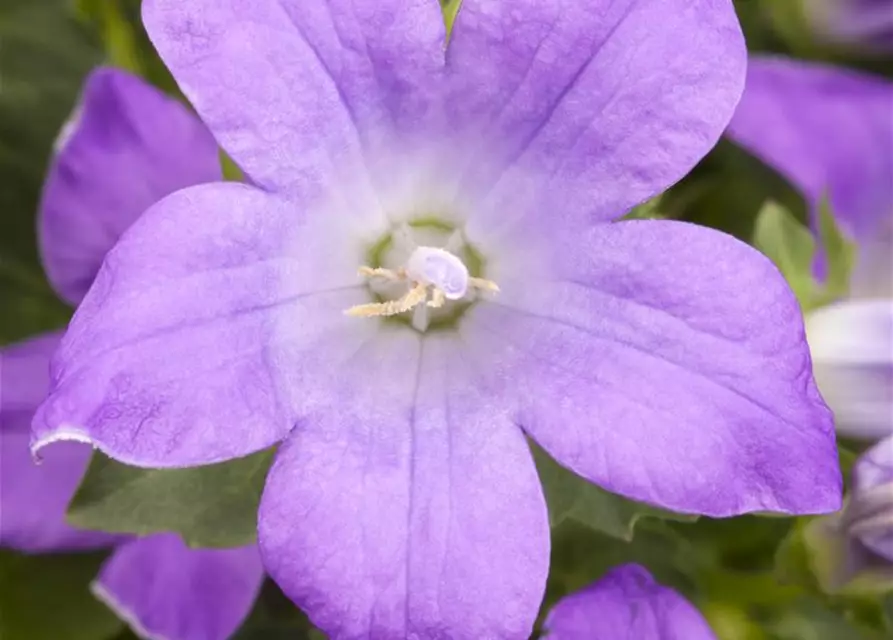 Campanula portenschlagiana