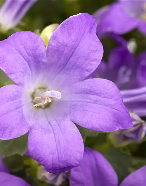 Campanula portenschlagiana