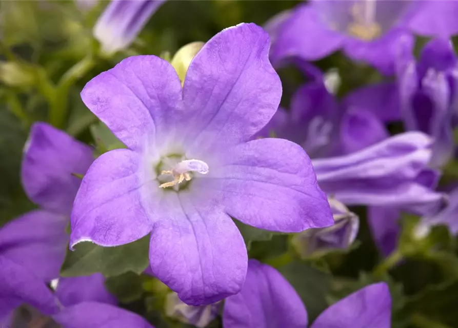 Campanula portenschlagiana