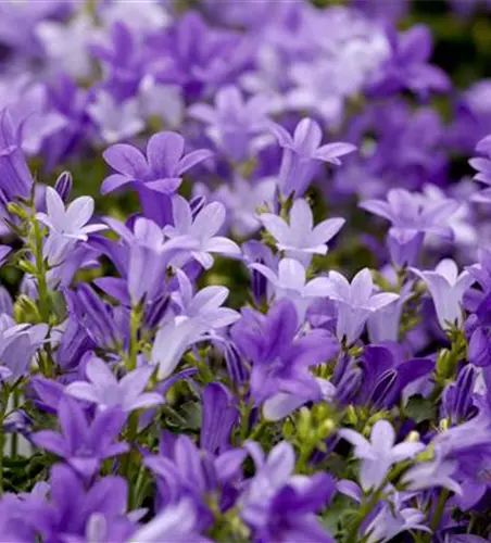 Campanula portenschlagiana 'Get Mee'®