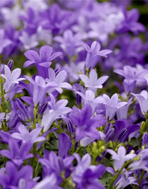 Campanula portenschlagiana 'Get Mee'®