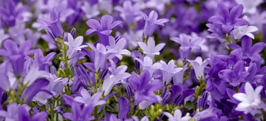 Campanula portenschlagiana 'Get Mee'®