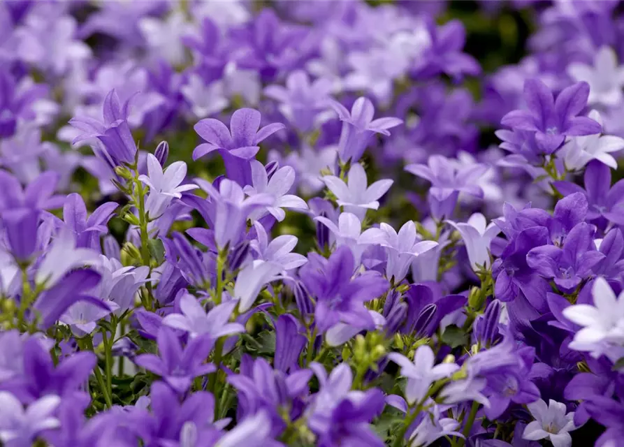 Campanula portenschlagiana 'Get Mee'®