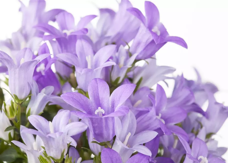 Campanula portenschlagiana 'Get Mee'®