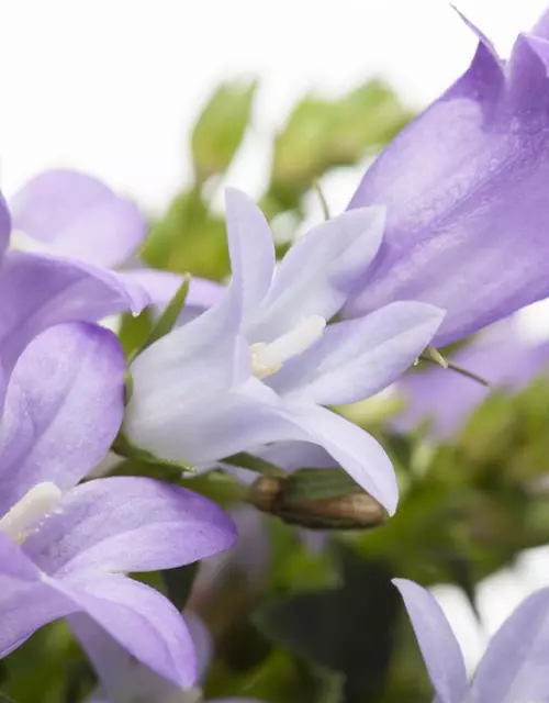 Campanula portenschlagiana 'Get Mee'®