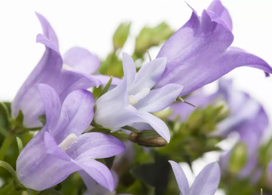 Campanula portenschlagiana 'Get Mee'®