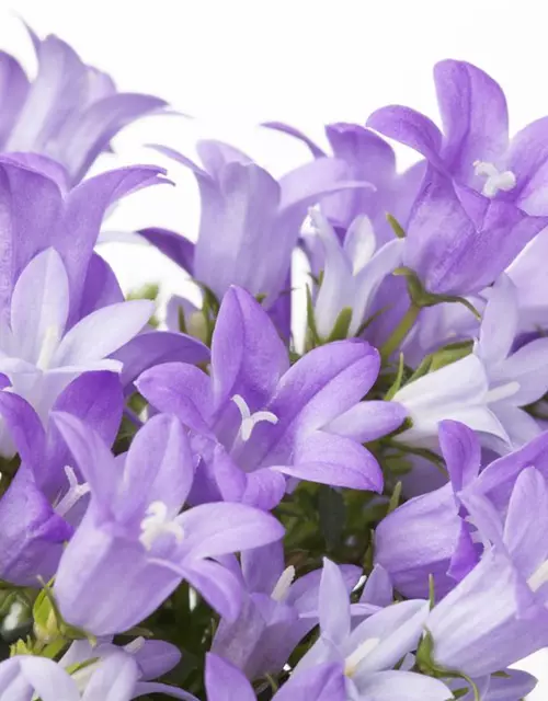 Campanula portenschlagiana 'Get Mee'®