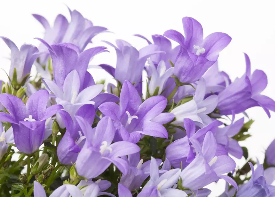 Campanula portenschlagiana 'Get Mee'®