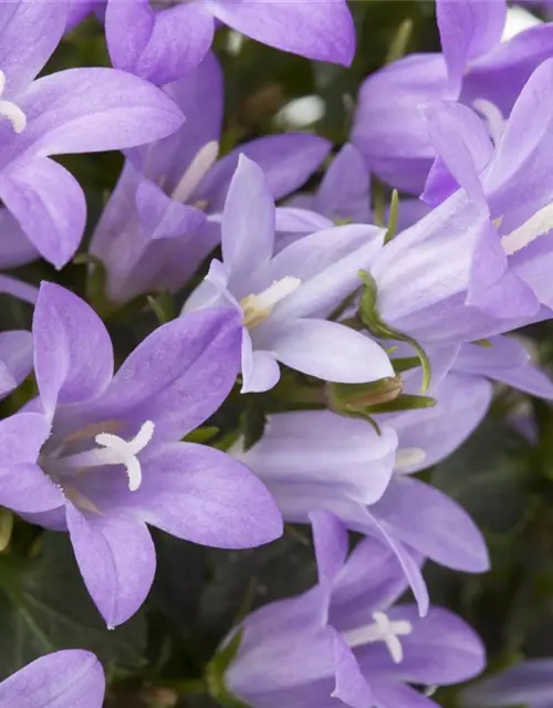 Campanula portenschlagiana 'Get Mee'®