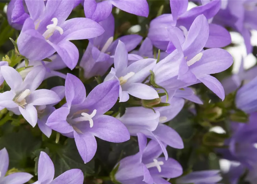 Campanula portenschlagiana 'Get Mee'®