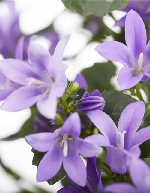 Campanula portenschlagiana 'Get Mee'®