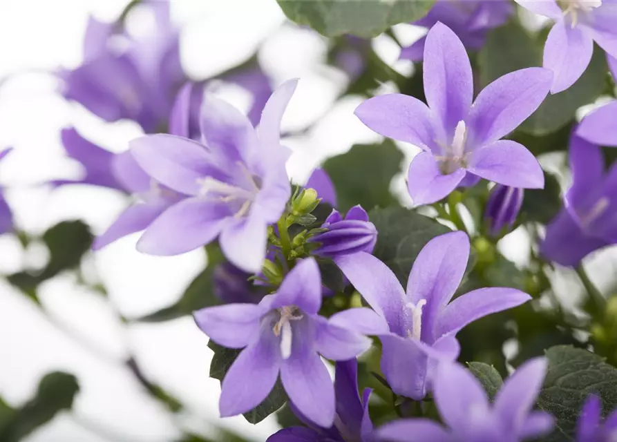 Campanula portenschlagiana 'Get Mee'®