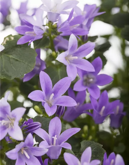 Campanula portenschlagiana 'Get Mee'®