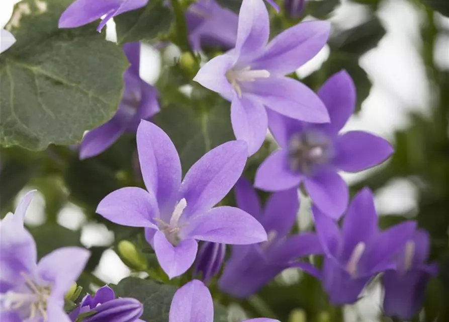 Campanula portenschlagiana 'Get Mee'®