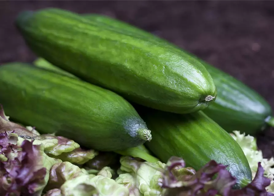 Cucumis sativus