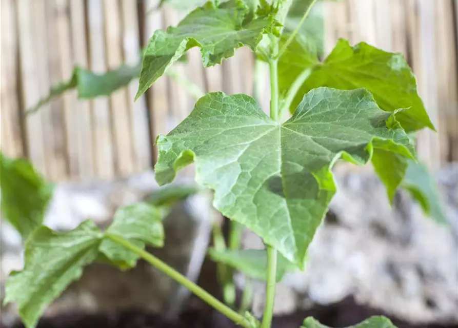 Cucumis sativus