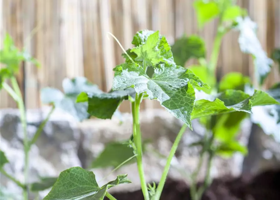 Cucumis sativus