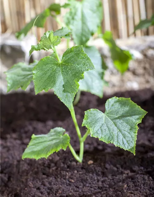 Cucumis sativus