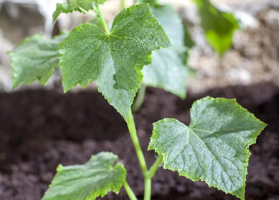 Cucumis sativus