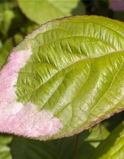 Actinidia kolomikta