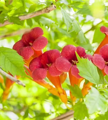 Campsis radicans