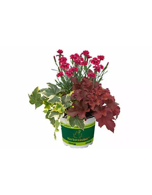 Herbstzauber TrioMio 'Lucky Charm'