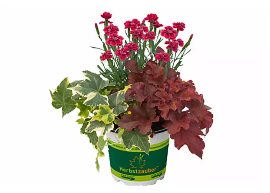 Herbstzauber TrioMio 'Lucky Charm'