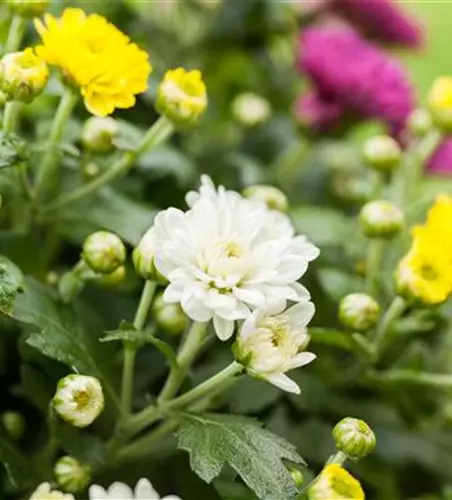 Chrysanthemum indicum 'Trio'