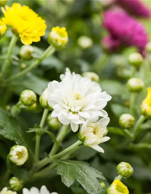 Chrysanthemum indicum 'Trio'