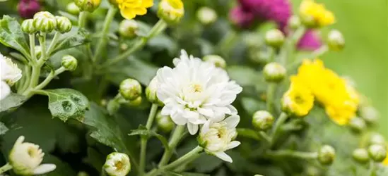 Chrysanthemum indicum 'Trio'