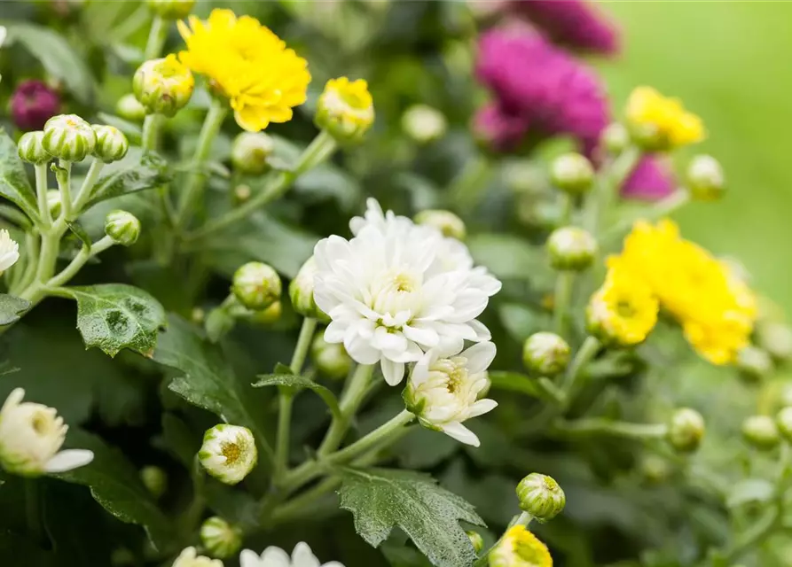 Chrysanthemum indicum 'Trio'