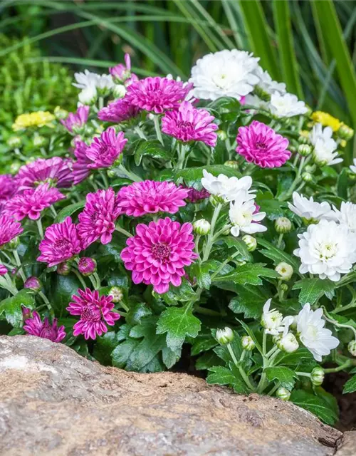 Chrysanthemum indicum 'Trio'