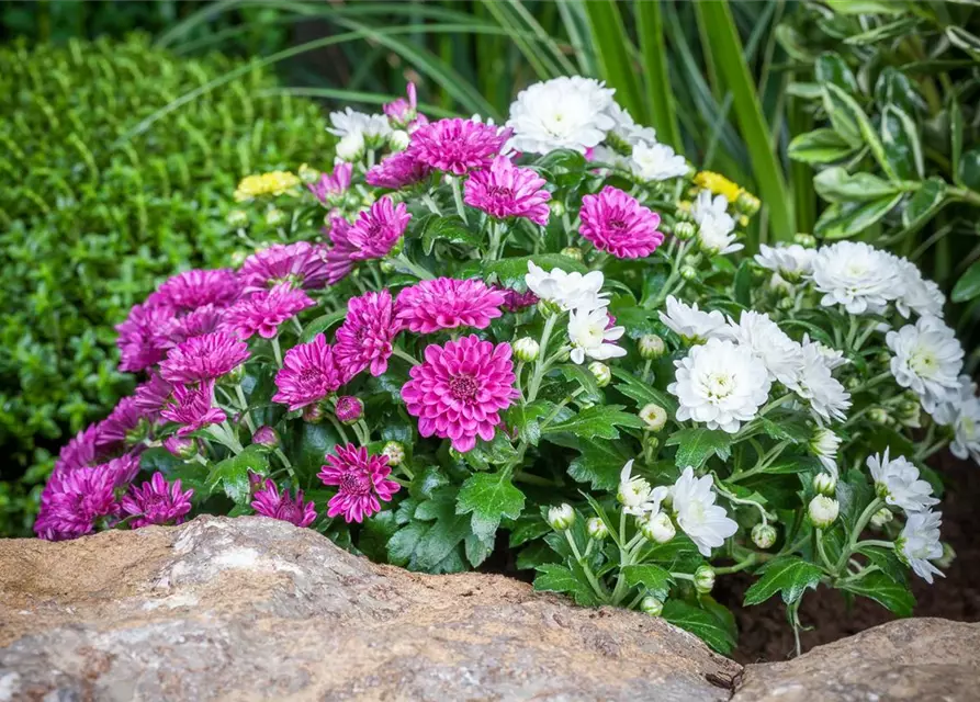 Chrysanthemum indicum 'Trio'